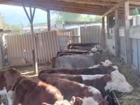 Lembu jantan, Hereford — foto 1