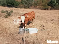 Lo’, Simmental cattle — sawirka 6