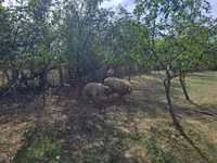 Хуц, Tsigai sheep — 3 зураг