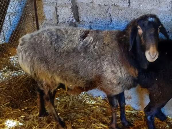 Owca, Edilbay sheep