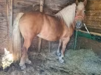 Kuda betina, Horses — foto 3