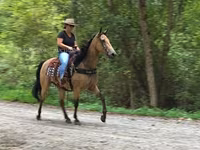 Kuda betina, Missouri foxtrotter — foto 3
