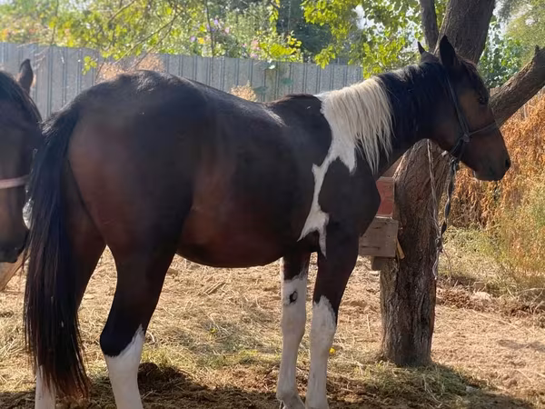 Hingst, French Trotter