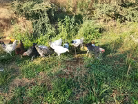 Chickens — புகைப்படம் 2