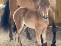 مادیان, Paso Fino — عکس 5