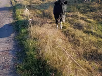 Lo’, Russian Black pied cattle — sawirka 1