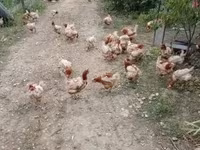 Chickens — 照片 1