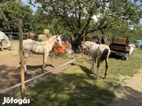 Hingst, Hästar — foto 3