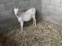 암염소, Nubian Goat — 사진 5