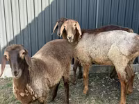 Ovce, Hissar sheep — foto 4