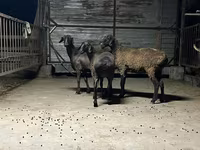 Får, Hissar sheep — foto 2