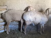 Montone, Rhon sheep — foto 5