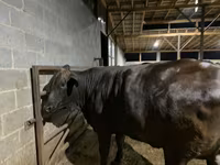 Ko, Brahman — foto 7