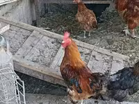 Chickens — zdjęcie 3