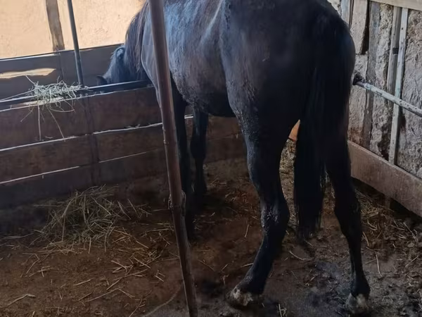 Cavallo, Cavalli