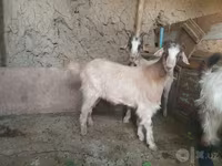 Koza, Kozy — zdjęcie 3