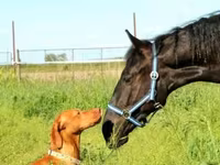 Жребец, Hungarian horse breed — снимка 2