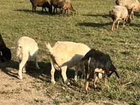 Capra, Nubian Goat — foto 6