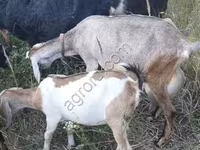 பெண் வெள்ளாடு, Nubian Goat — புகைப்படம் 2