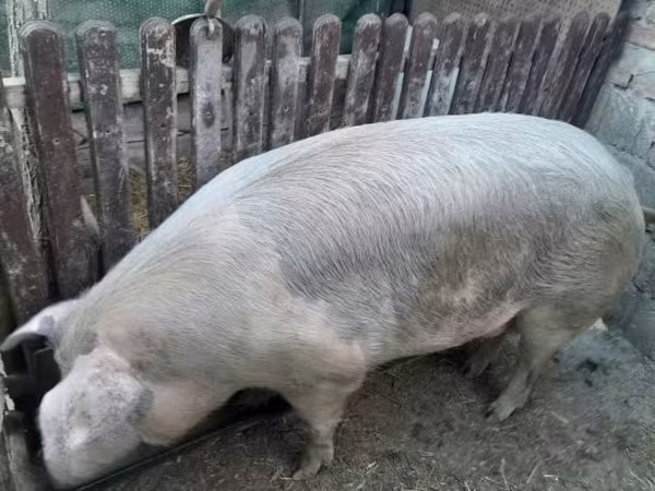 Prasata (šarže, pohlaví neuvedeno), Prasata