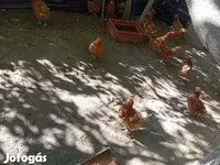 Gallina danese — foto 2