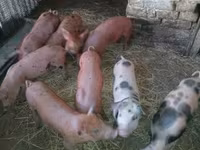 Schweine (Partie, Geschlecht nicht angegeben), Schweine — Foto 6