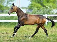 수말, Akhal-Teke — 사진 6