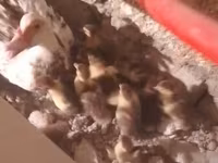 Ducks — foto 2