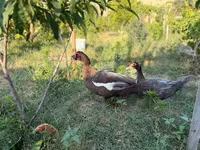 مسکوی خانگی — عکس 3