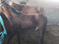 Hingst, Heste — foto 1