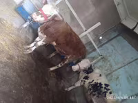 گاو نر, Simmental cattle — عکس 1
