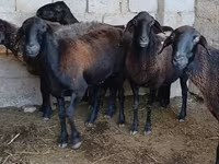 Biri-biri betina, Sheep — foto 6