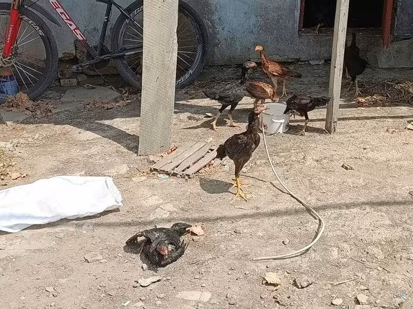 Chickens