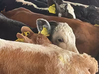 Cattle (batch, sex not specified), Hereford — photo 1