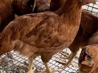 Chickens — تصویر 1