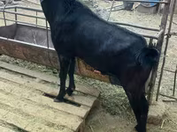 Ziegenbock, Nubian Goat — Foto 2