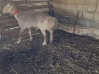 Овен, Edilbay sheep — снимка 3