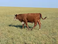 گاو نر, Latvian Blue cattle — عکس 2