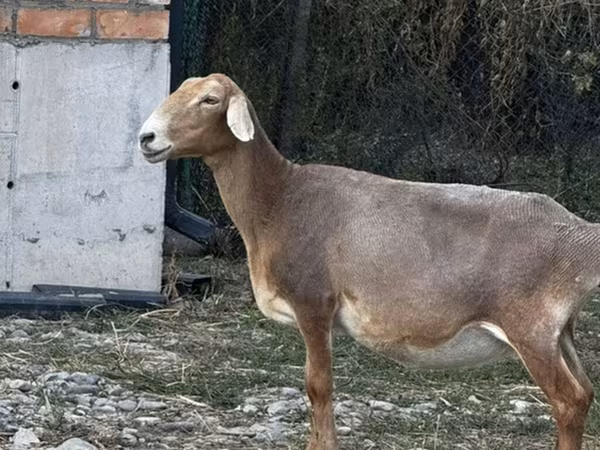 Cừu đực, Cừu — Kyrgyzstan