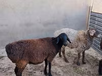 ஆண் ஆடு, ஆடுகள் — புகைப்படம் 2