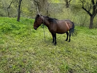 ፈረስ, Horses — ፎቶ 1