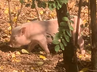 Scrofa, Maiali — foto 1