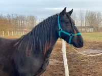 Асп, Friesian — акс 6