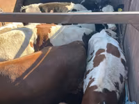 Krava, Russian Black pied cattle — foto 3