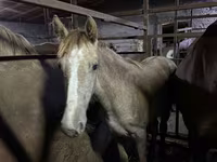 Cavalla, Cavalli — foto 1
