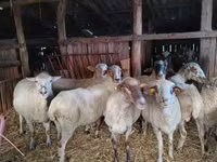 میش, Ile-de-France sheep — عکس 8