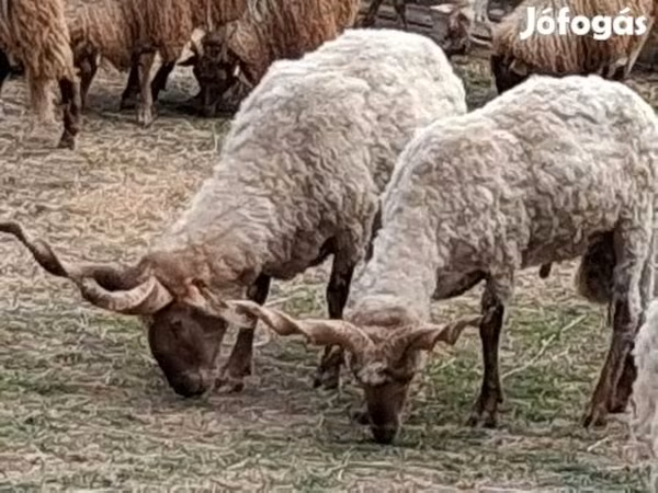 Montone, Racka sheep