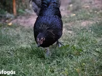 Australorp — foto 8