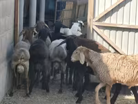 Dume la kondoo, Hissar sheep — picha 1