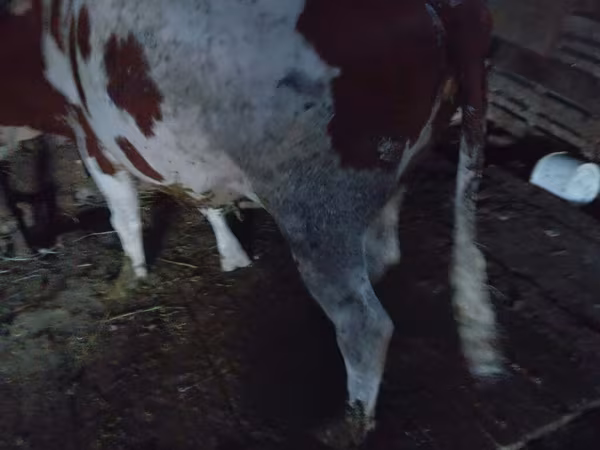 Ko, Simmental cattle